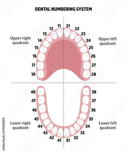 Dental numbering system, teeth numbers illustration.