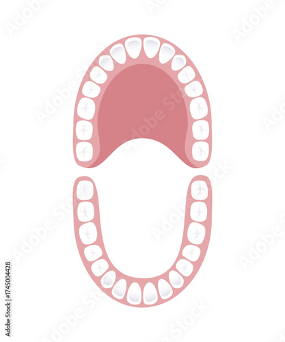 Dental illustration, upper and lower jaw.