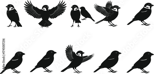 Bird silhouettes, standing and flying poses, avian vector art, black illustration, wildlife design, nature shapes, animal posture, ornithology, flight sequence