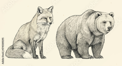 Fox and Bear Illustration: Detailed Wildlife Drawing with Fur Texture and Anatomy