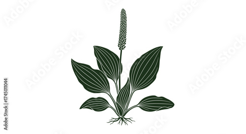 Medicinal properties and traditional uses of the common plantain herb for natural healing.