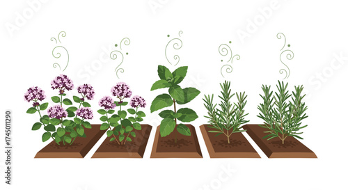 Aromatic herbs growing in a garden bed for culinary and medicinal uses.