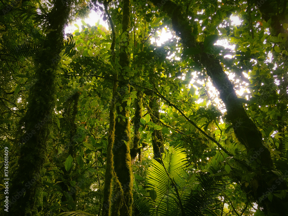 Obraz premium Highland Floor of the Meratus mountains, Tropical Rainforest of Borneo, Indonesia.