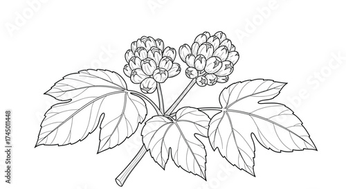A detailed illustration of a plant with broad lobed leaves and clusters of small flowers.