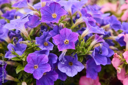 A flowering petunia plant of various colors in a flower bed. Close-up