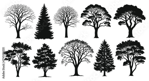 A diverse collection of deciduous and coniferous trees in silhouette and full growth.