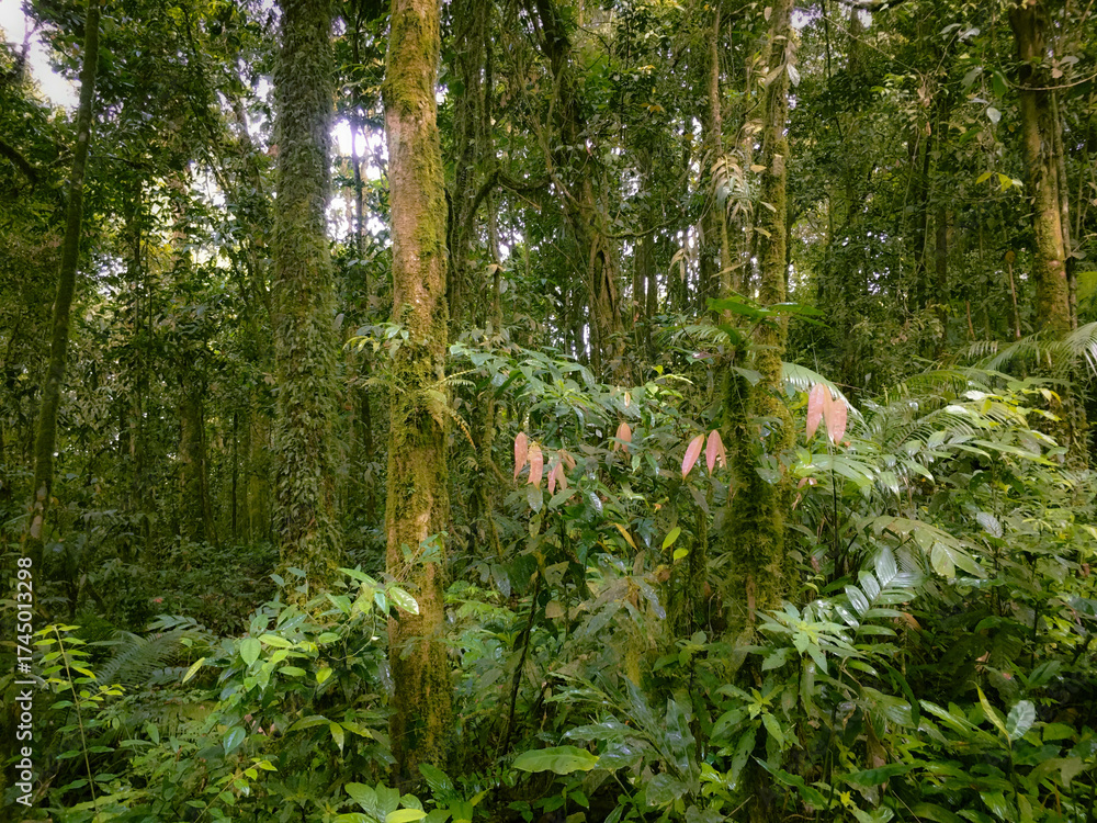 Obraz premium Highland Floor of the Meratus mountains, Tropical Rainforest of Borneo, Indonesia.