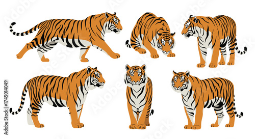 Collection of several tiger illustrations in different poses and perspectives.