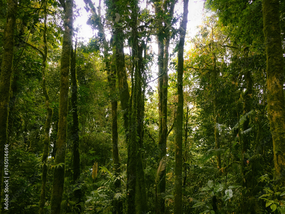 Obraz premium Highland Floor of the Meratus mountains, Tropical Rainforest of Borneo, Indonesia.