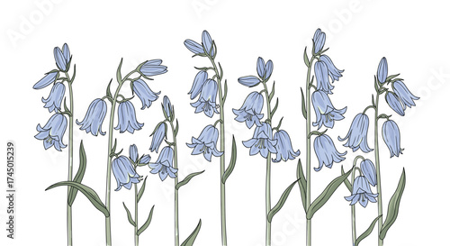 A delicate cluster of bluebell flowers swaying gently in the breeze.