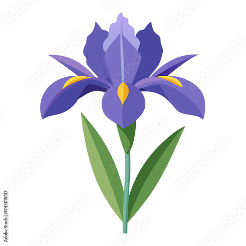iris flower isolated on white, blue iris flower