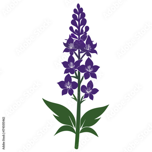 violet flower isolated on white background, larkspur flower silhouette on white background