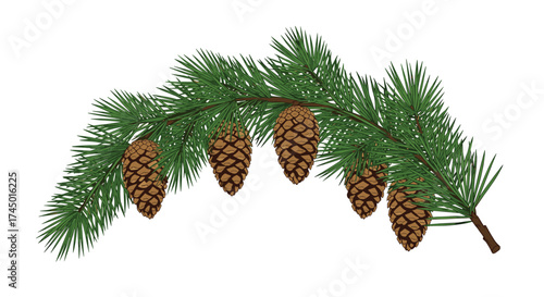 A natural evergreen pine branch adorned with several small brown cones hangs gracefully.