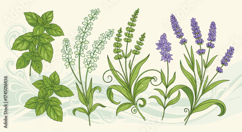 A beautiful collection of green herbs and fragrant lavender flowers.
