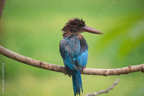 Foto White-breasted Kingfisher (Halcyon smyrnensis) at my Home Garden