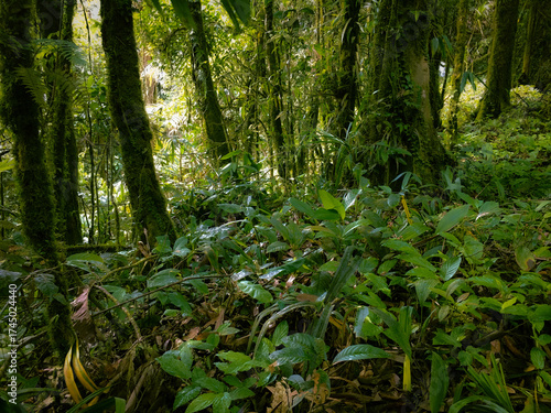 Highland Floor of the Meratus mountains, Tropical Rainforest of Borneo, Indonesia.
