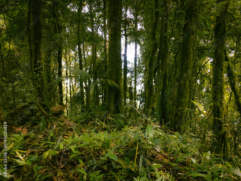 Obraz premium Highland Floor of the Meratus mountains, Tropical Rainforest of Borneo, Indonesia.