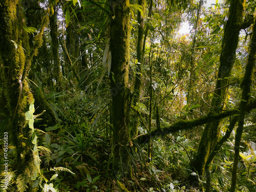 Highland Floor of the Meratus mountains, Tropical Rainforest of Borneo, Indonesia.