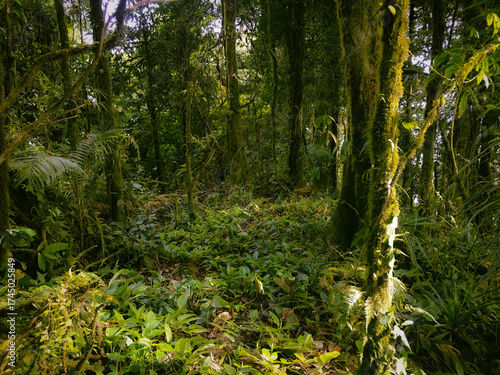 Highland Floor of the Meratus mountains, Tropical Rainforest of Borneo, Indonesia.