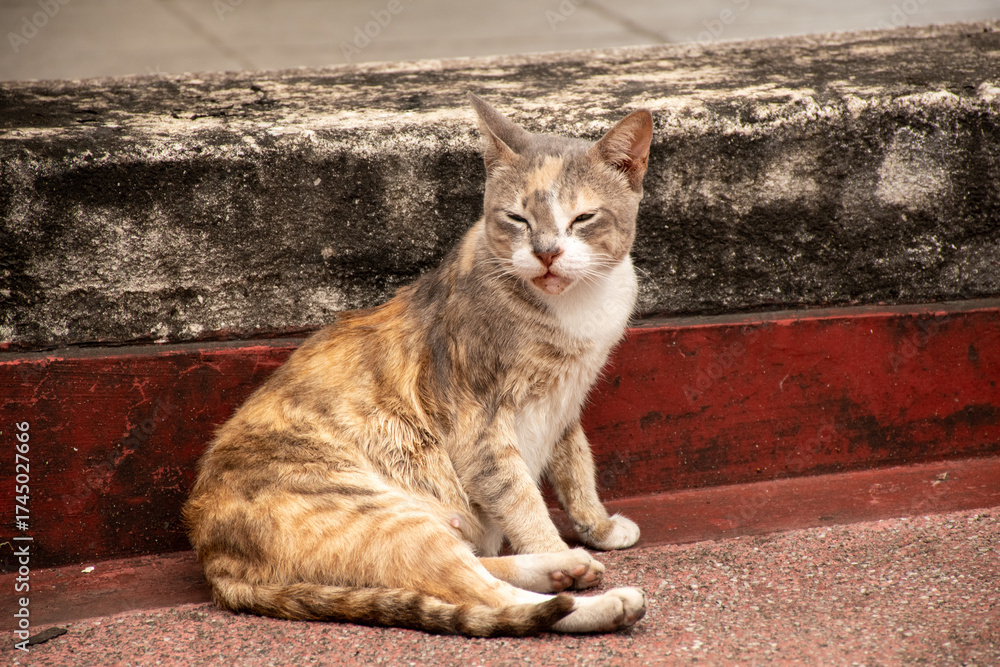 Obraz premium cat on the roof
