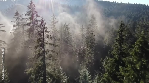 Majestic Aerial Flight Descending Through Sunlit Mist into a Dense Evergreen Mountain Forest