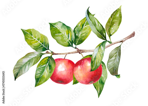 Apples on branch with leaves, red fresh ripe fruit, hand drawn watercolor illustration isolated on white background. Juicy colorful clipart for garden, rustic, harvest, food, menu, packaging design