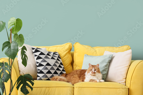 Cute fluffy cat with pillow...