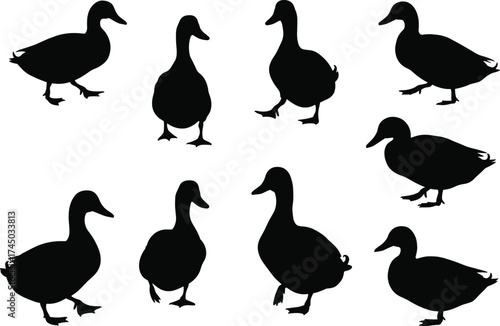 Duck silhouette vector set, black duck poses collection, wildlife bird illustration, animal shape clipart, duck profile design, nature icon bundle