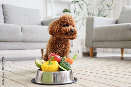 Cute Toy Poodle dog near bo...