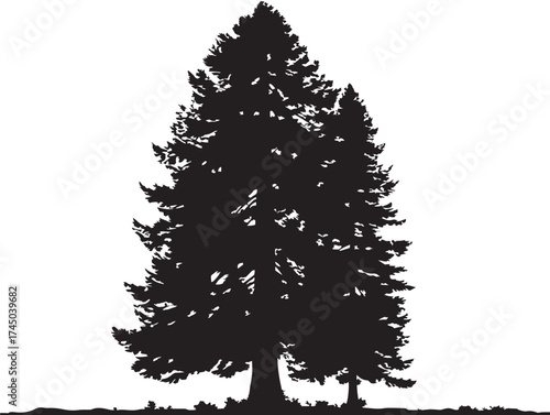 Towering Redwood Tree Drawing 2D Vector Line Artwork
