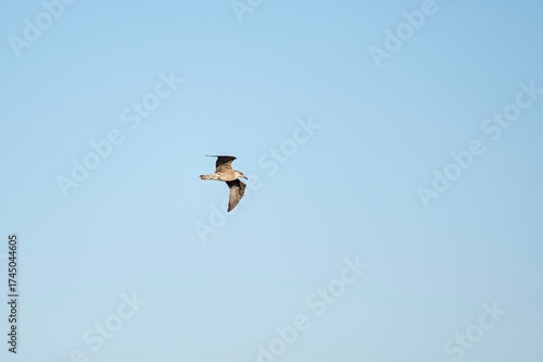 Seagull flying freely in a clear blue sky over Rota, Cádiz, Spain. Minimalist nature photo symbolizing freedom and serenity by the coast