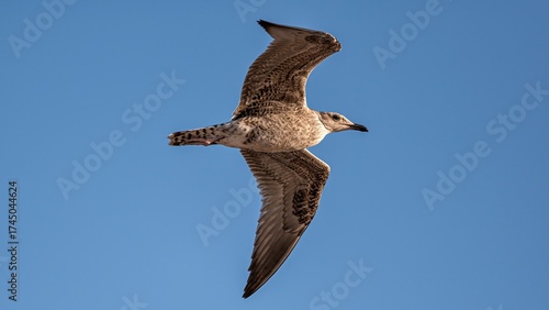 Seagull flying freely in a clear blue sky over Rota, Cádiz, Spain. Minimalist nature photo symbolizing freedom and serenity by the coast