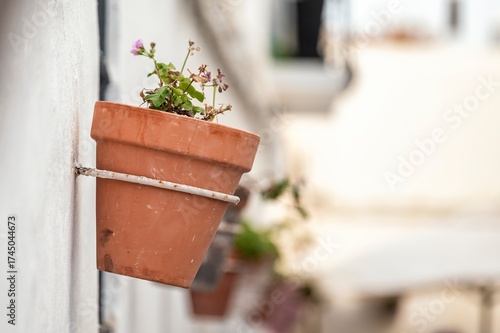 Traditional ceramic flower pot with green plant on whitewashed wall in Rota, Cádiz, Spain. Typical Andalusian street decor full of Mediterranean charm