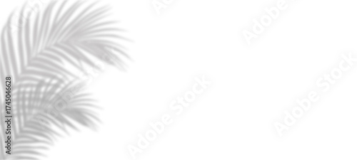 white feather background