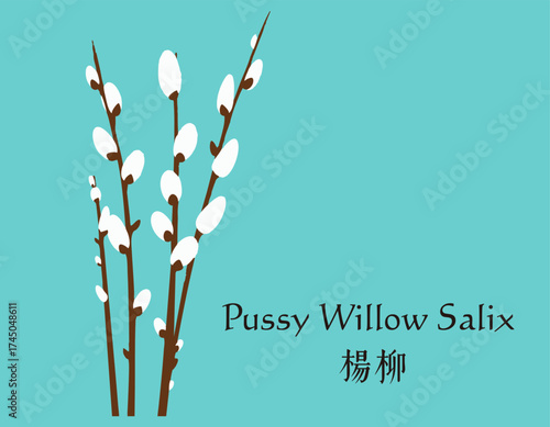Minimalist Art Pussy Willow Branch Flat Design Blue Background Modern Botanical Nature Popular Home Decor Illustration