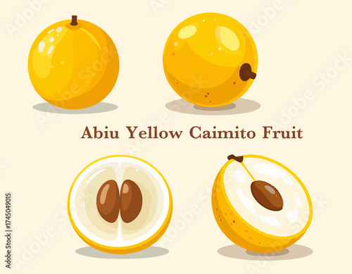 Tropical Abiu Yellow Caimito Fruit Botanical Vector Art Nutrition Superfood Vegan Juicy Sweet Fresh Healthy Food