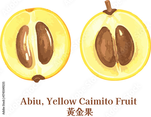Bright Abiu Caimito Fruit Watercolor Tropical Yellow Whole And Cut Vegan Botanical Illustration For Healthy Nutrition Clipart