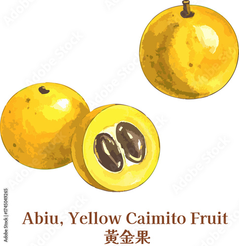 Asian Abiu Caimito Tropical Fruit Watercolor Vegan Botanical Whole And Half Illustration Healthy Fresh Clipart Superfood Nutrition