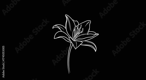 Elegant White Lily Flower Line Art on Black Background.