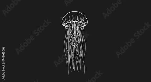 Elegant White Jellyfish Illustration on Black Background.