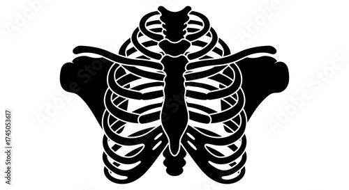 Human skeletal structure chest and shoulder bones anatomy illustration.