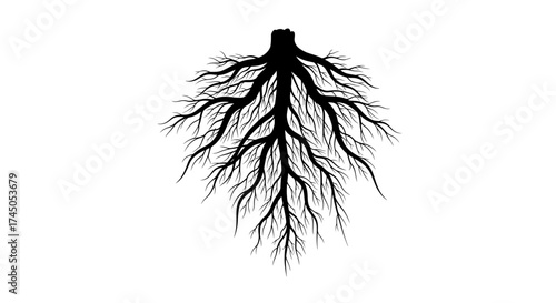 Intricate Black and White Tree Root System on a Clean Background.
