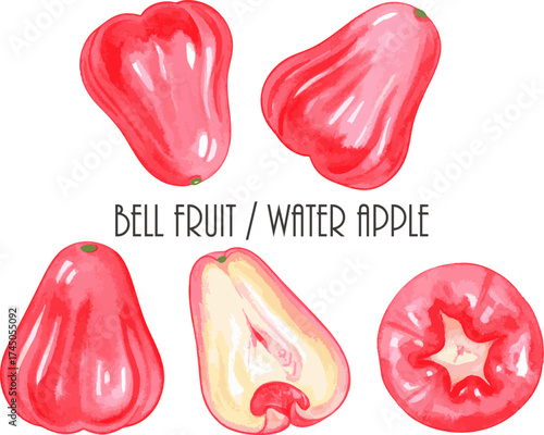 Vibrant watercolor bell fruit water apple illustration healthy tropical fruit juicy fresh produce sweet exotic nutrition art color sweet fruit