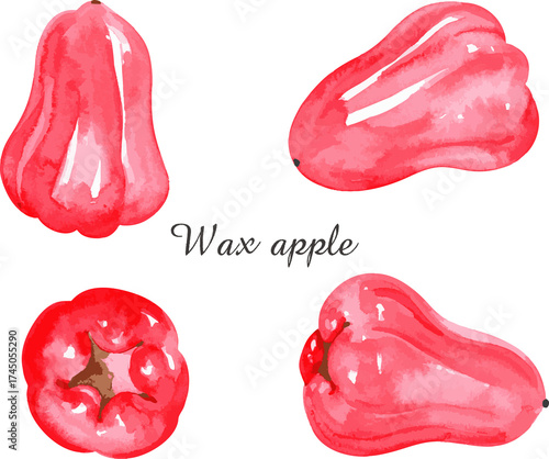 Wax Apple Fresh Red Syzygium Samarangense Bell Fruit Exotic Java Apple Tropical Water Apple Lianwu Sweet Healthy Delicious Nutrition Fruit