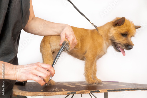 groomer combing wool of spitz in salon, grooming master cuts and shaves, cares for a dog in professional salon for pets. clipping claws High quality photo