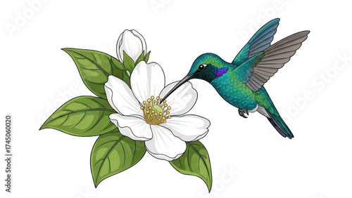 Vibrant hummingbird feeding on a white flower blossom