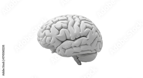 Isolated monochrome brain, medical research concept, cognitive function, neuroscience study