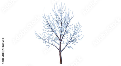 Obraz na plátně Isolated bare tree branch against a neutral backdrop, leafless twigs covered in