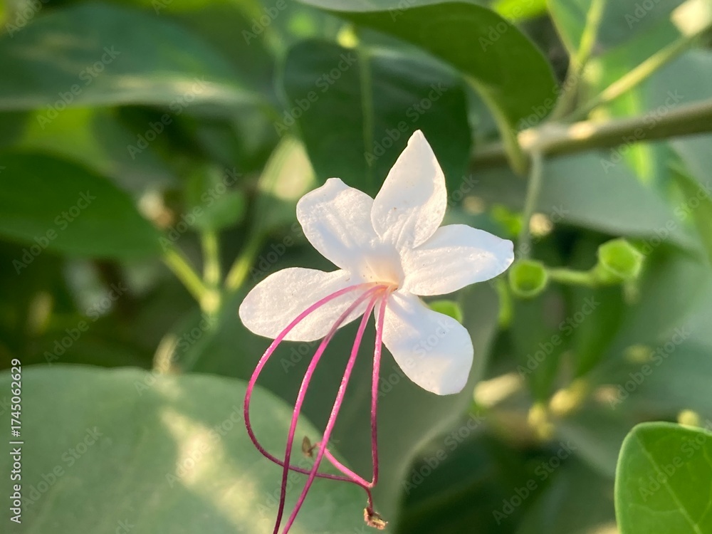 Fototapeta premium white flower with graceful, cascading petals blossoms amidst lush green foliage, a beautiful scene showcasing the subtle elegance of nature.