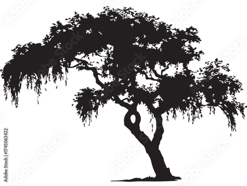 Graceful Tree With Drooping Branches Silhouette Artwork